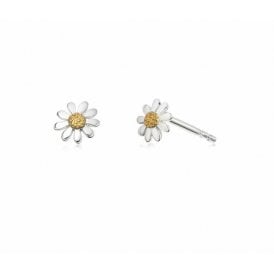 Marguerite Daisy Stud E4001 