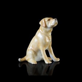 Labrador (101BC)