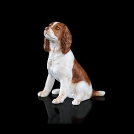 Springer Spaniel (106BC)