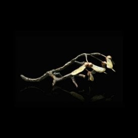 Sycamore (967)
